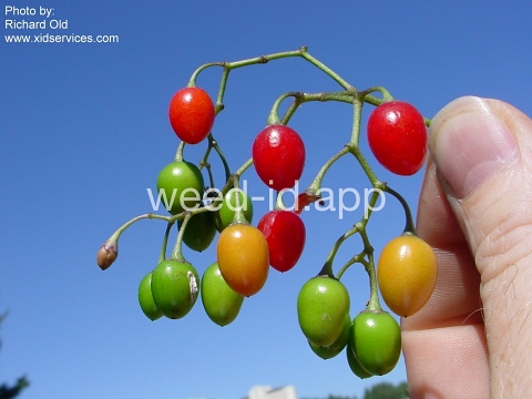 nightshade, bittersweet